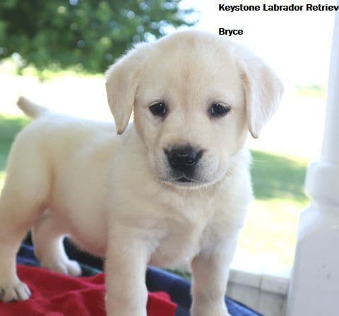 Keystone Labrador Retriever Puppies media 6