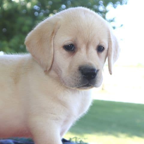 Keystone Labrador Retriever Puppies media 12