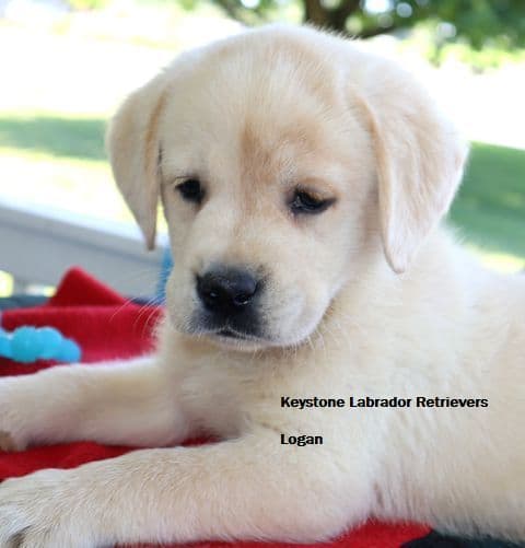 Keystone Labrador Retriever Puppies media 13