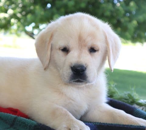 Keystone Labrador Retriever Puppies media 15