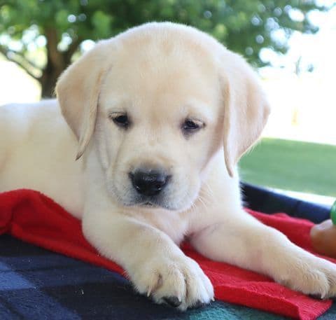 Keystone Labrador Retriever Puppies media 14
