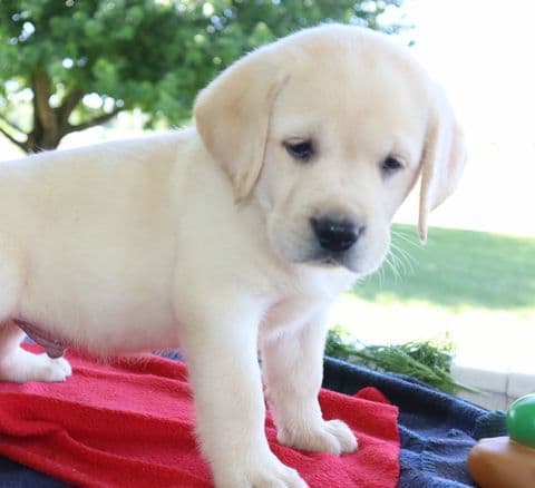 Keystone Labrador Retriever Puppies media 16