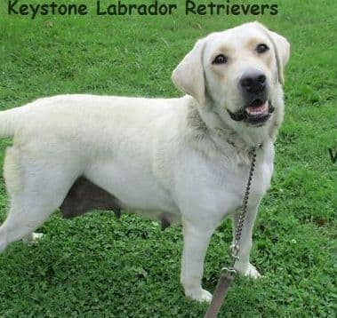 Keystone Labrador Retriever Puppies media 2