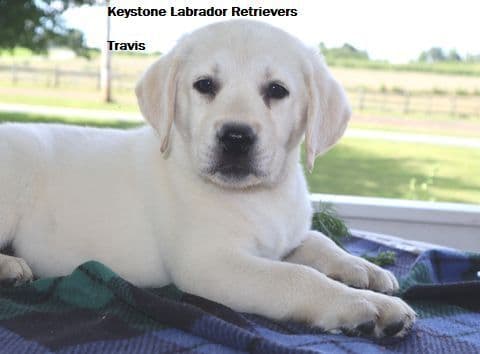 Keystone Labrador Retriever Puppies media 3