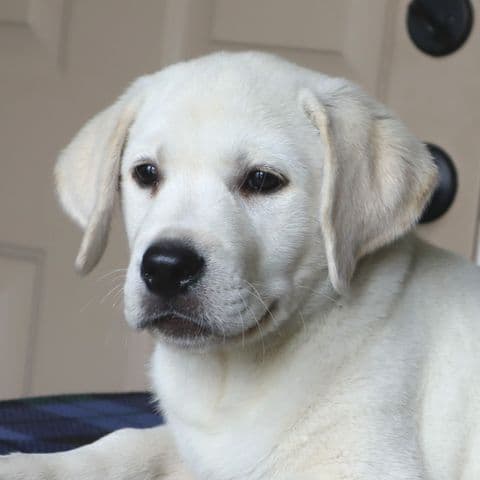 Keystone Labrador Retriever Puppies media 4