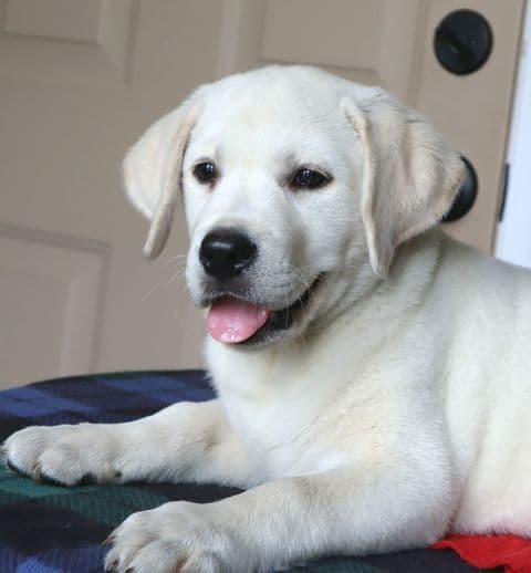 Keystone Labrador Retriever Puppies media 5