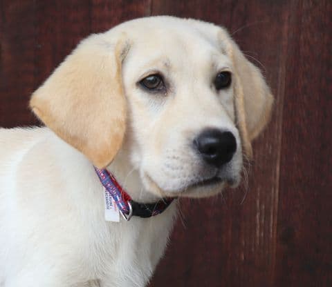 Keystone Labrador Retriever Puppies media 4