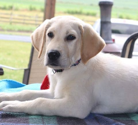 Keystone Labrador Retriever Puppies media 5