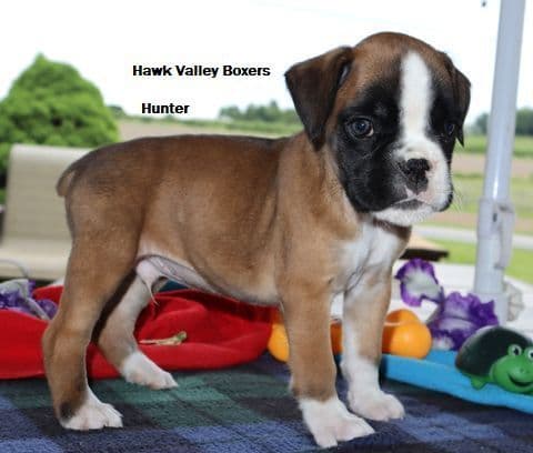 Hawk Boxer Boxers Puppies media 2