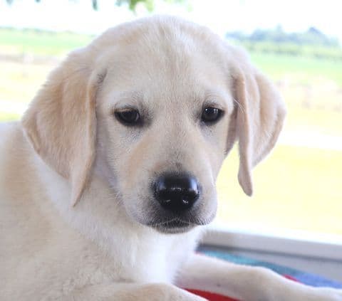 Keystone Labrador Retriever Puppies - Special price media 2