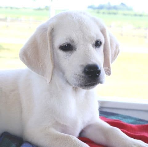 Keystone Labrador Retriever Puppies - Special price media 6