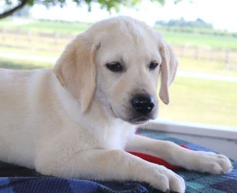 Keystone Labrador Retriever Puppies - Special price media 3