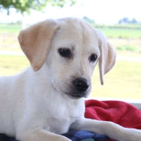 Keystone Labrador Retriever Puppies - Special price media 4