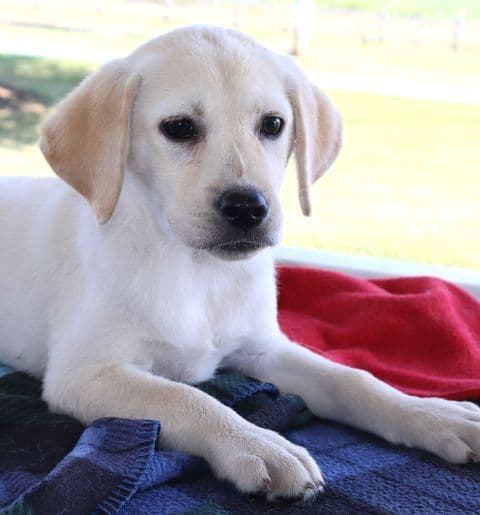 Keystone Labrador Retriever Puppies - Special price media 7