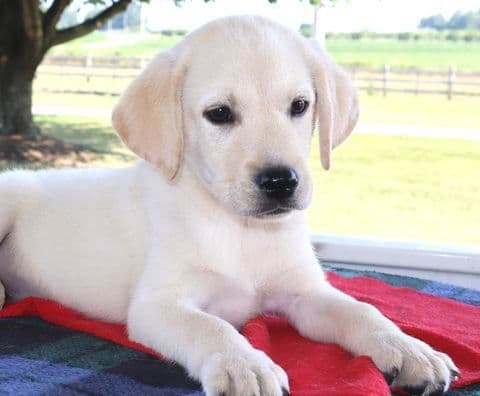 Keystone Labrador Retriever Puppies - Special price media 5