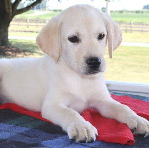 Keystone Labrador Retriever Puppies - Special price media 8