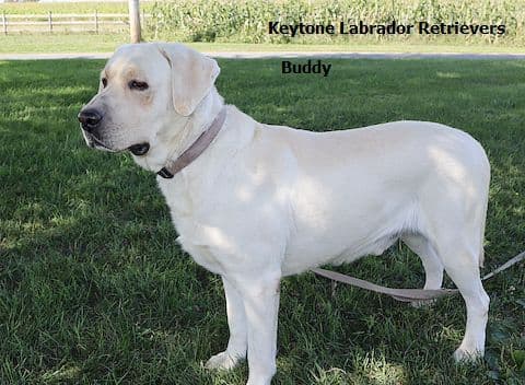 Keystone Labrador Retriever Puppies - Special price media 9