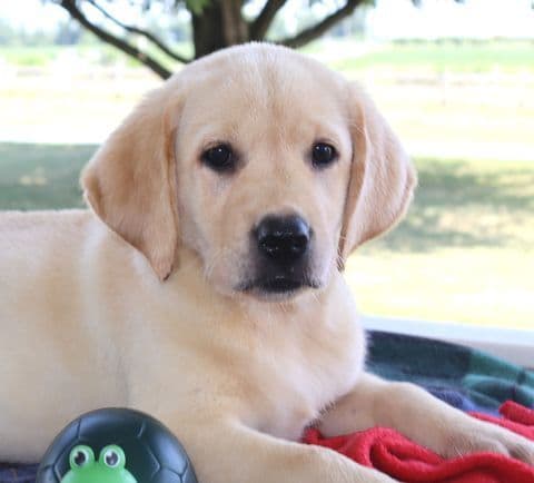 Keystone Labrador Retriever Puppies media 2