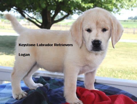 Keystone Labrador Retriever Puppies media 3