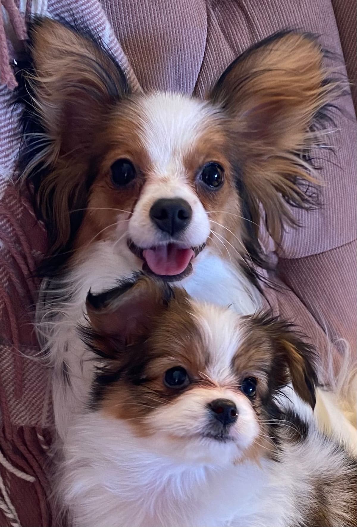 Darling Papillon Puppy Male breeder image 6