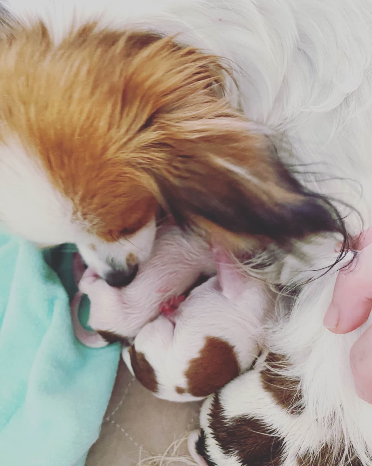 Darling Papillon Puppy Male breeder image 7