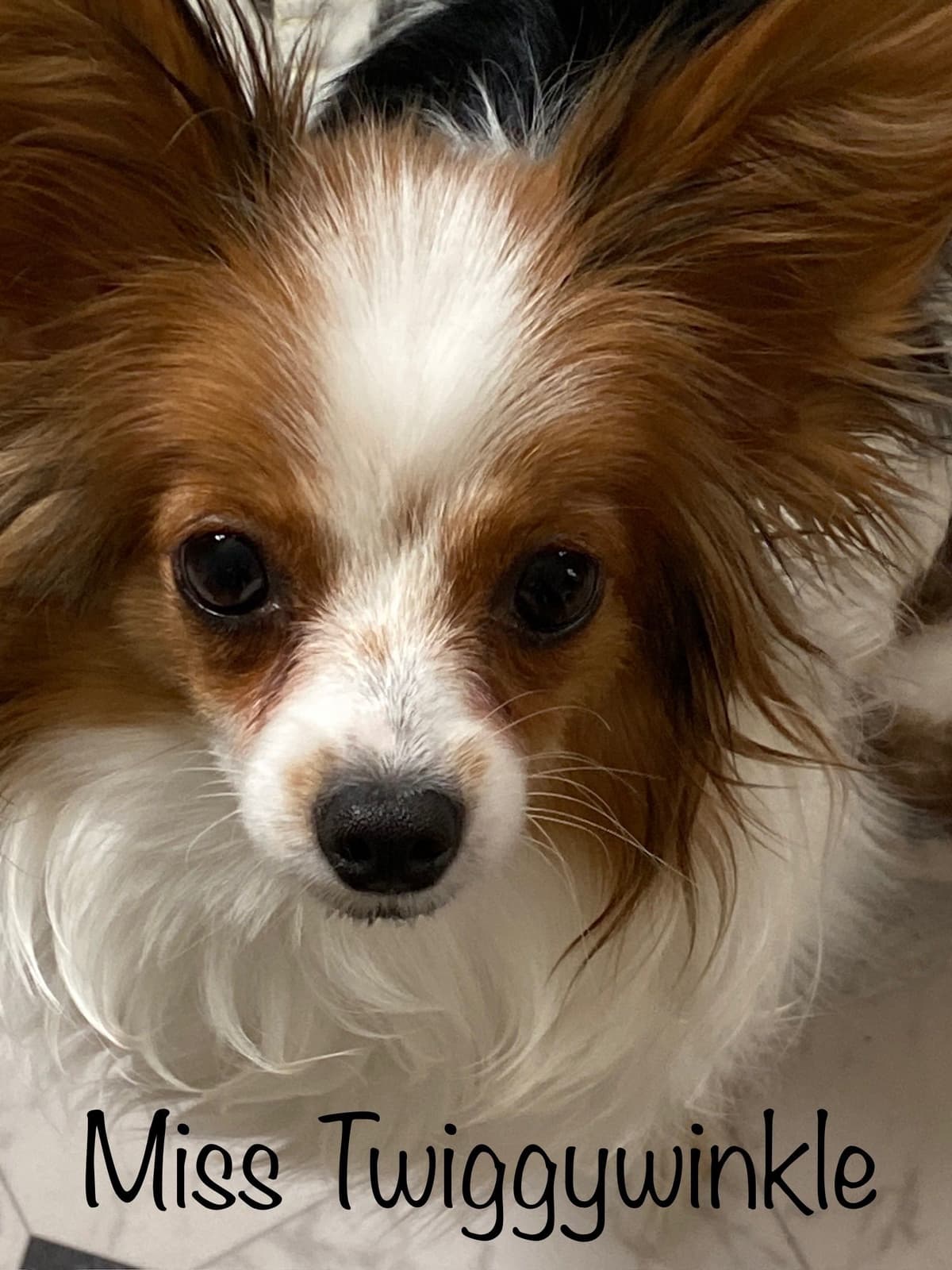 Darling Papillon Puppy Male breeder image 1