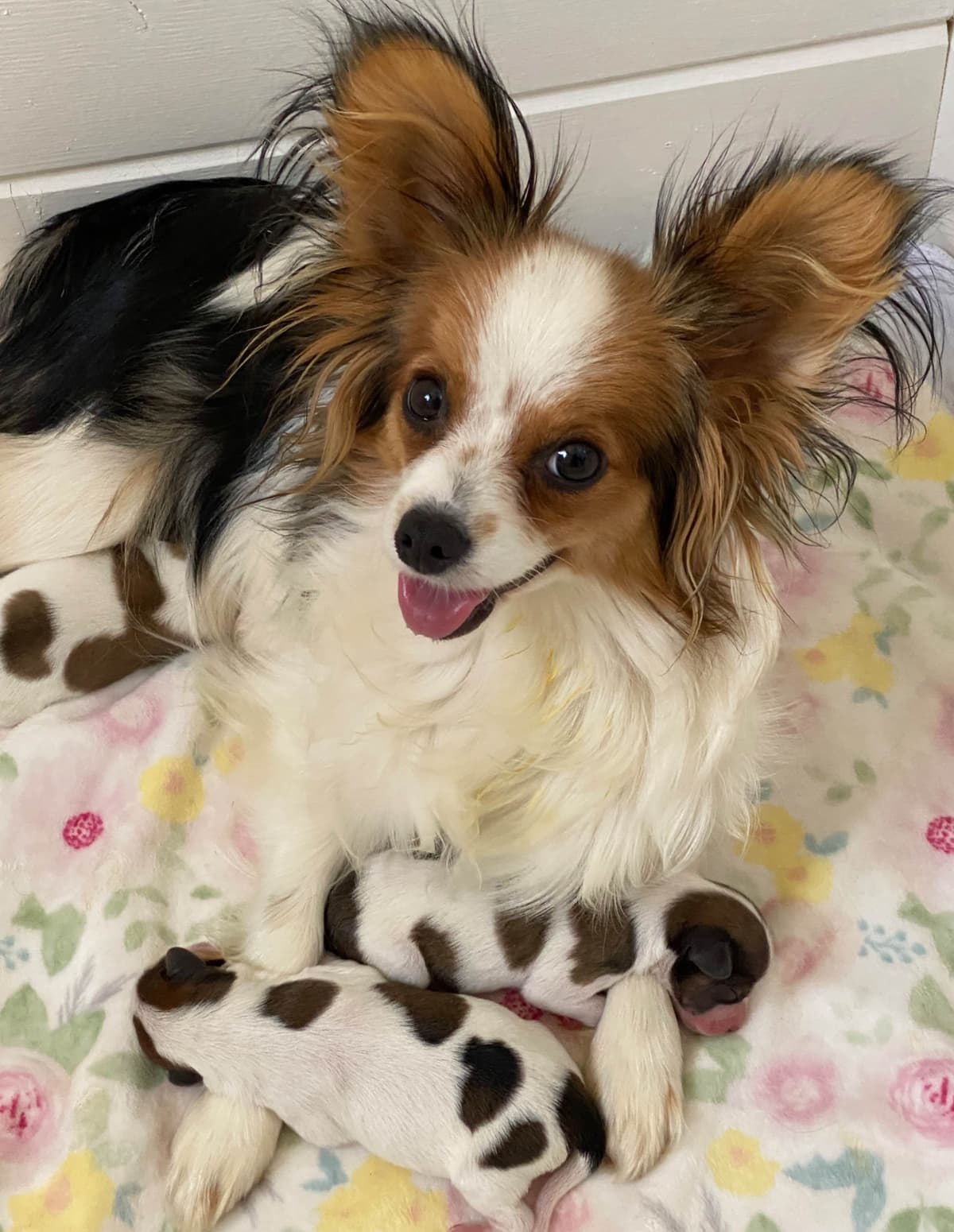 Darling Papillon Puppy Male breeder image 8