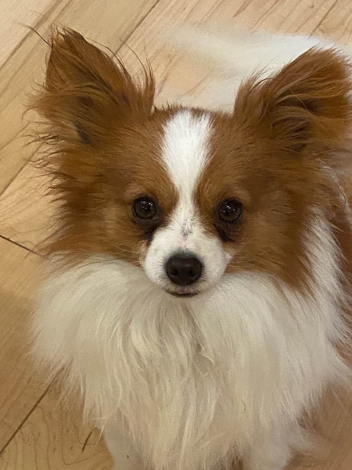 Darling Papillon Puppy Male breeder image 2