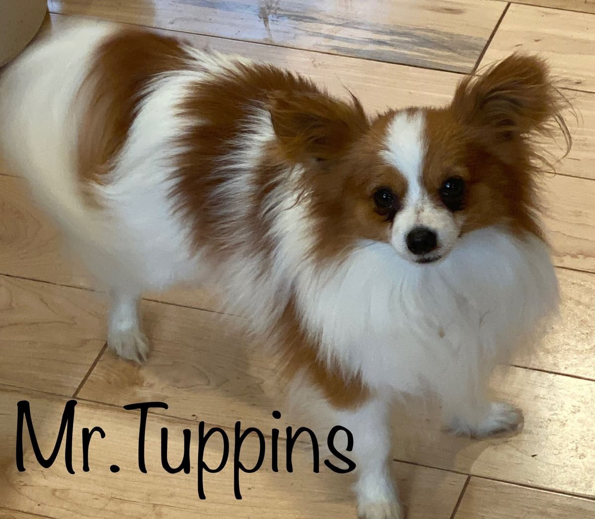 Darling Papillon Puppy Male breeder image 3