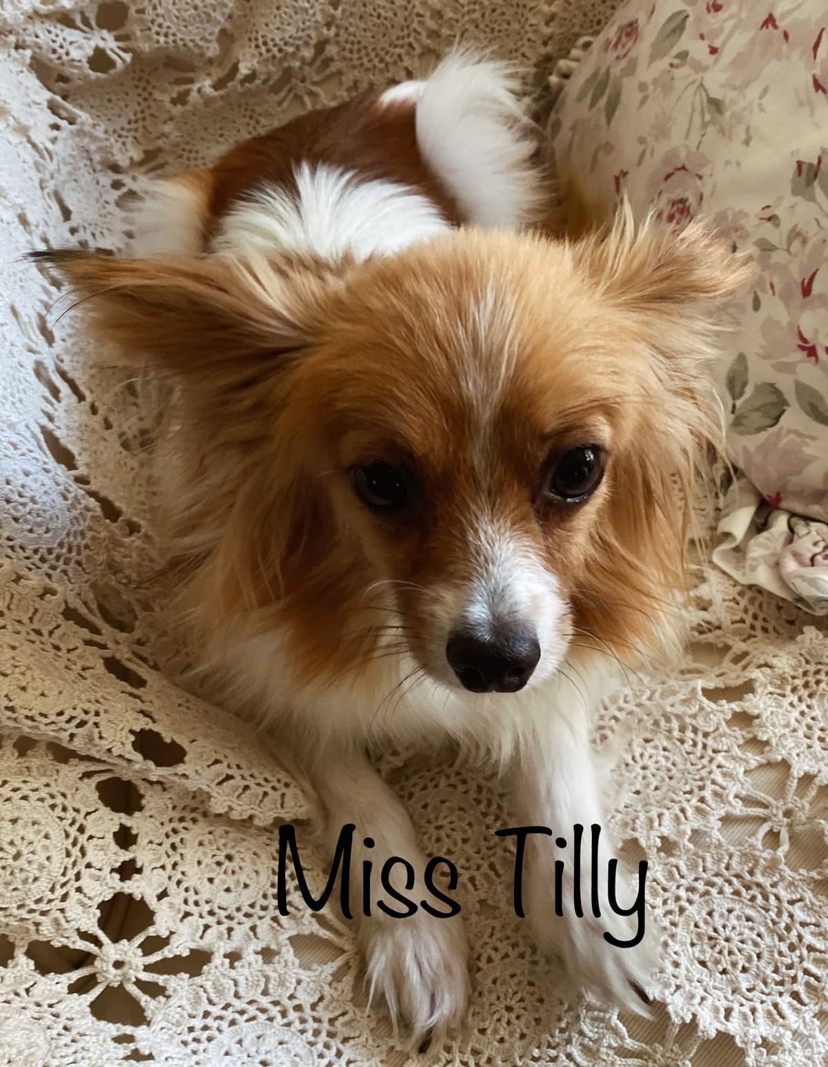 Darling Papillon Puppy Male breeder image 4