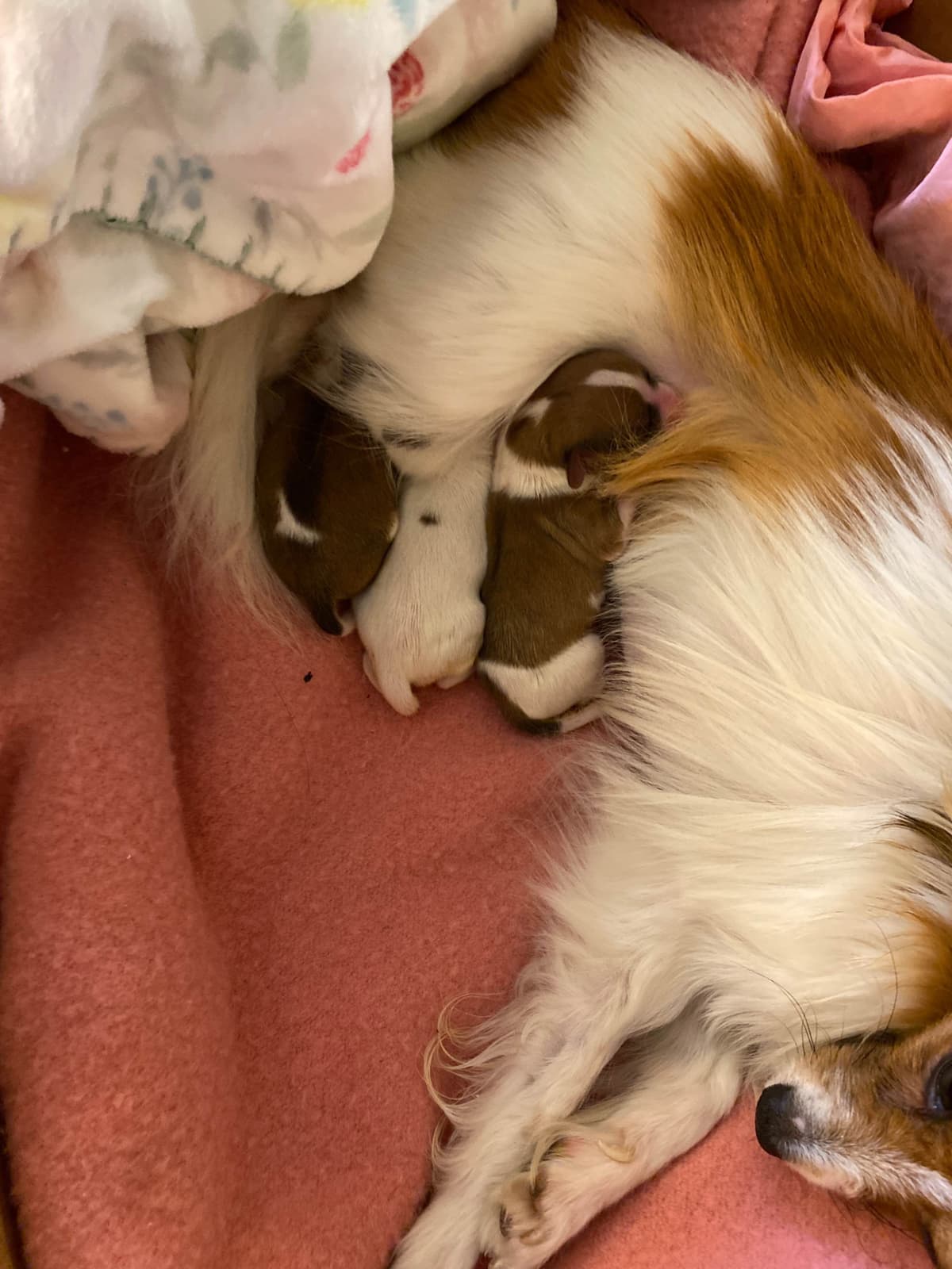 Darling Papillon Puppy Male breeder image 9