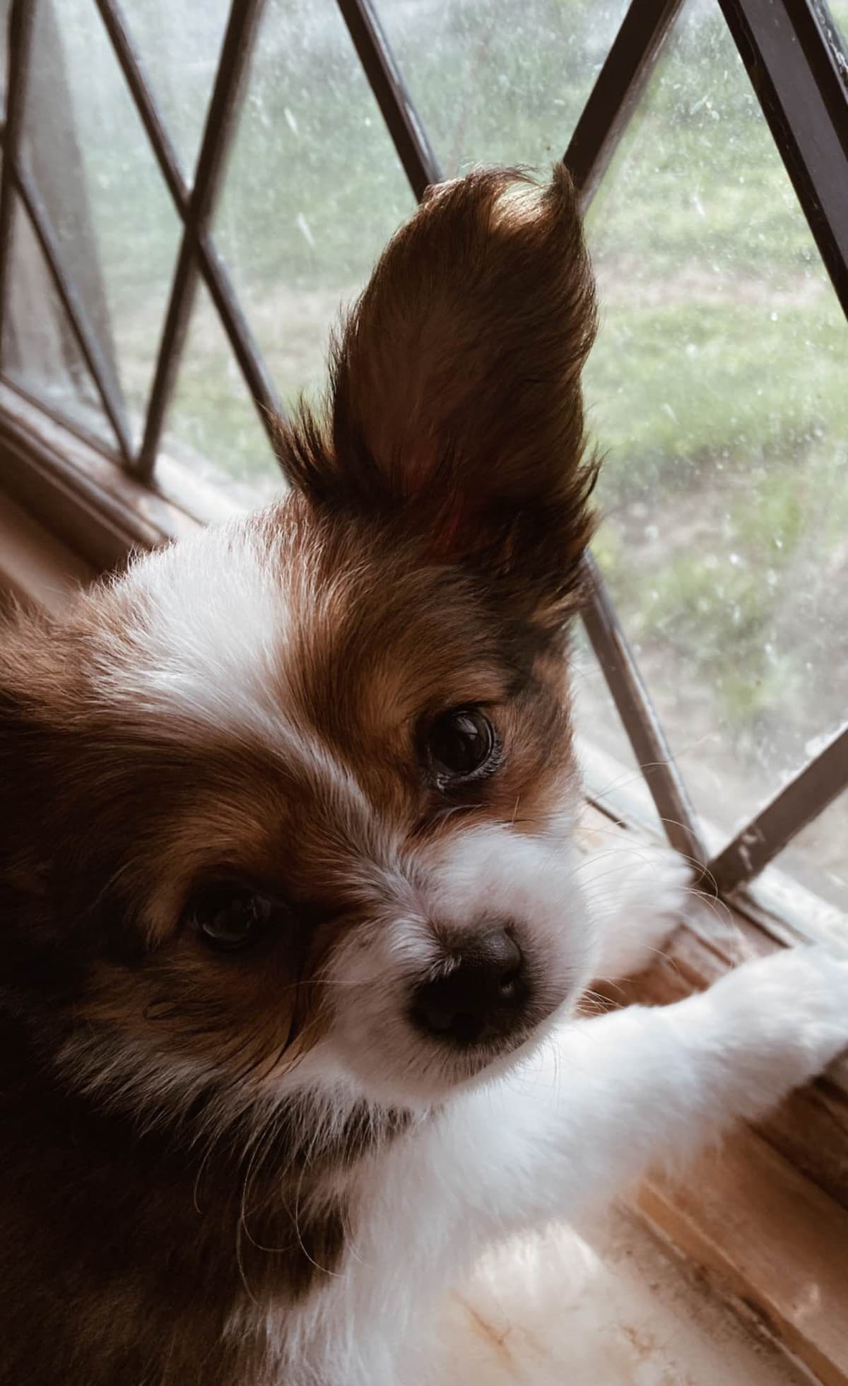Darling Papillon Puppy Male breeder image 10