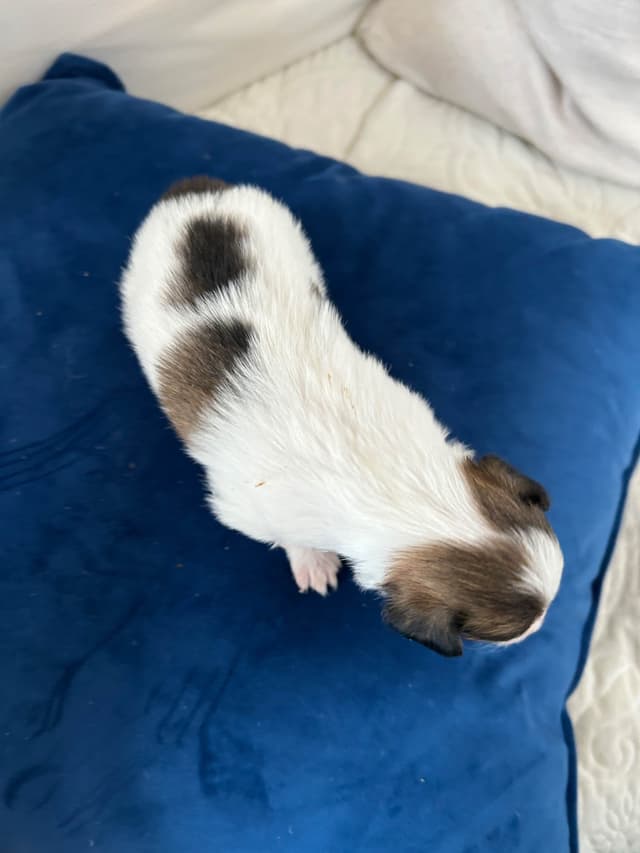 Darling Papillon Puppy Male media 3