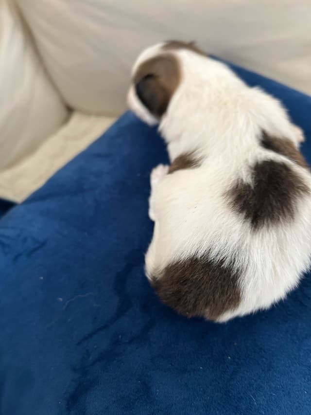Darling Papillon Puppy Male media 2