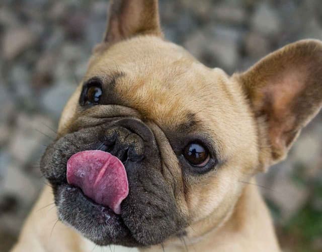 French Bulldog Puppies media 5