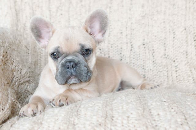 French Bulldog Puppies media 2