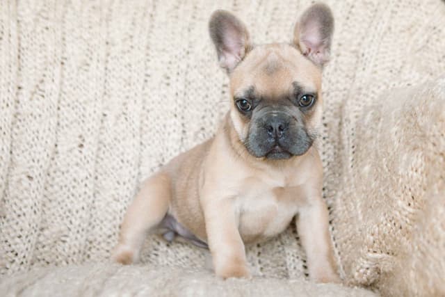 French Bulldog Puppies media 3