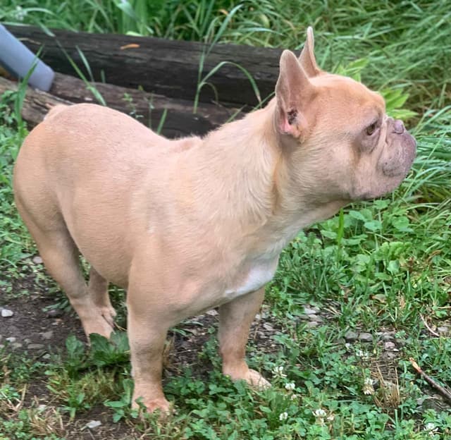 French Bulldog Puppies media 4