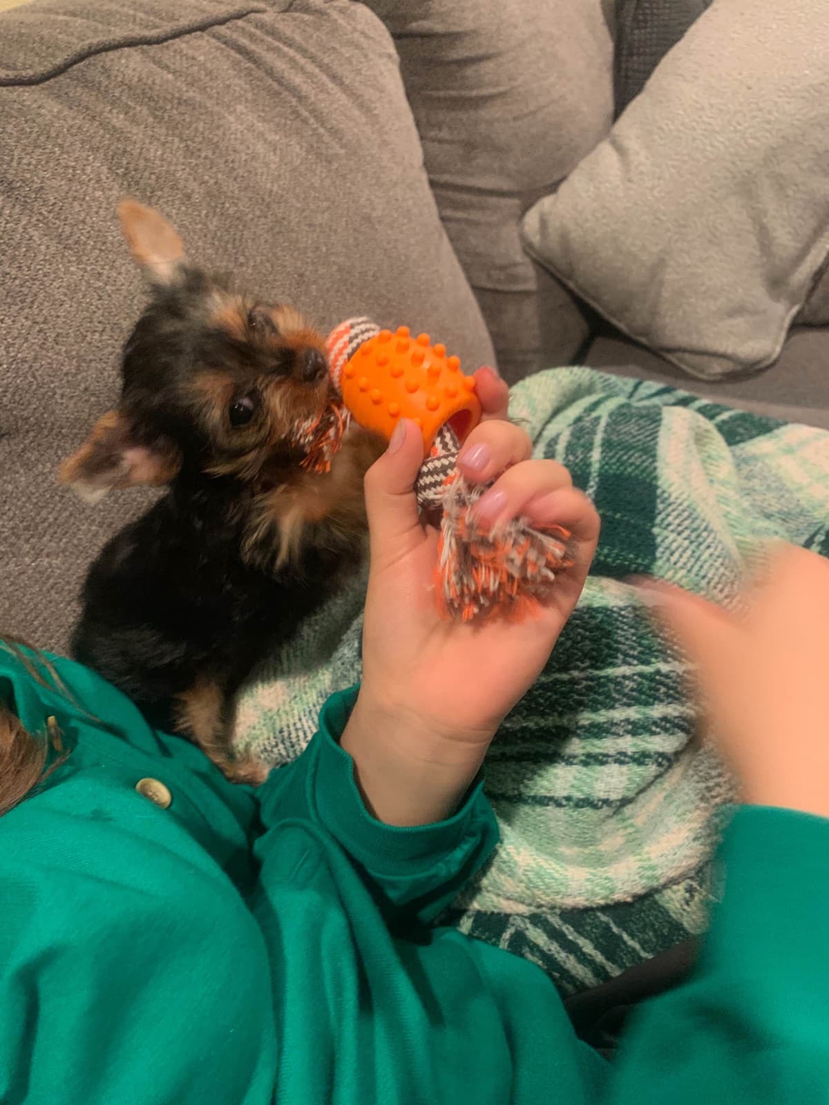 Yorkshire Terrier Puppies breeder image 1
