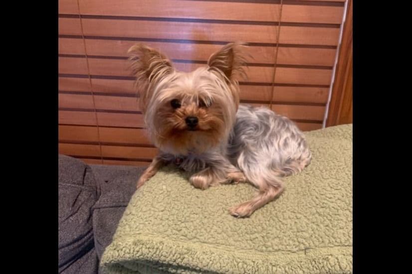 Yorkshire Terrier Puppies breeder image 2