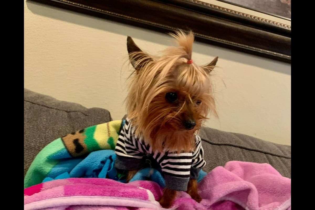 Yorkshire Terrier Puppies breeder image 3