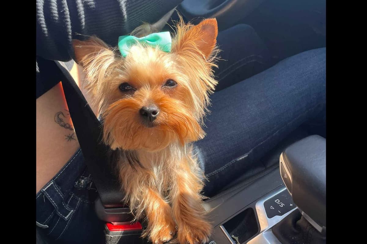 Yorkshire Terrier Puppies breeder image 4
