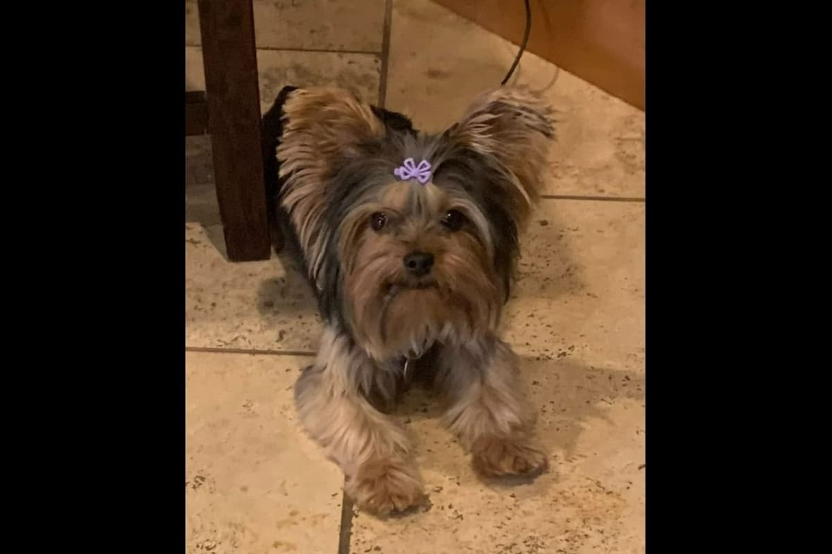 Yorkshire Terrier Puppies breeder image 5