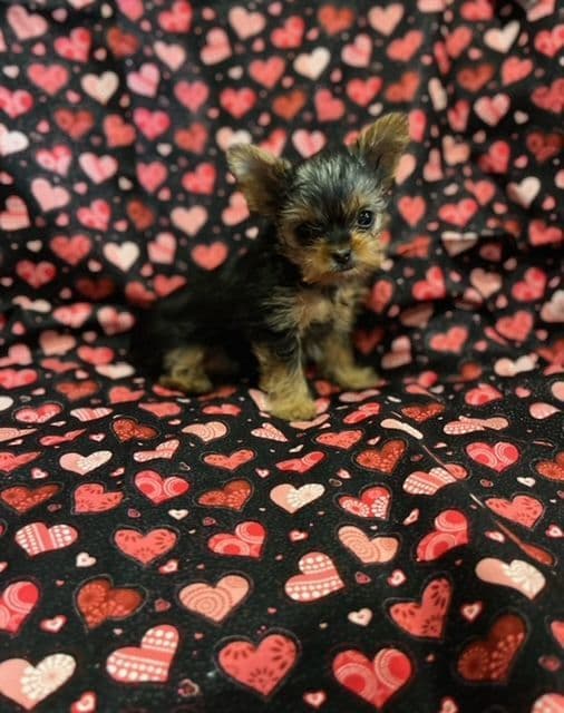 Yorkshire Terrier Puppies breeder image 6