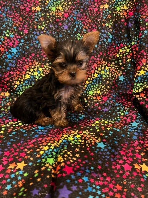 Yorkshire Terrier Puppies breeder image 7