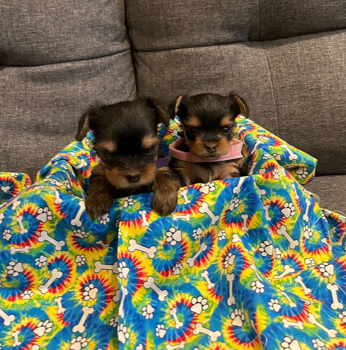 Yorkshire Terrier Puppies breeder image 8