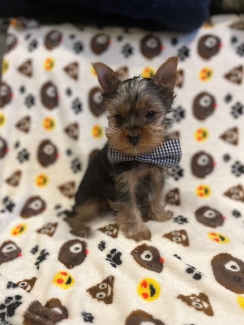 Yorkshire Terrier Puppies breeder image 9