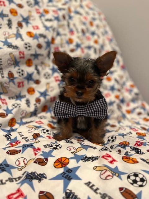 Yorkshire Terrier Puppies breeder image 10