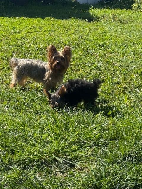 Yorkshire Terrier Puppies media 4