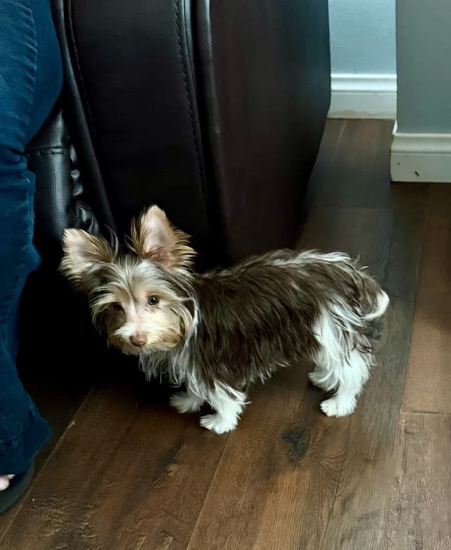 Yorkshire Terrier Puppies media 5